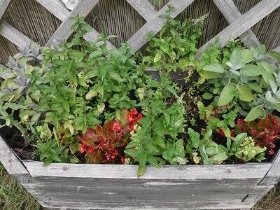 Kräuter gegen Mundgeruch